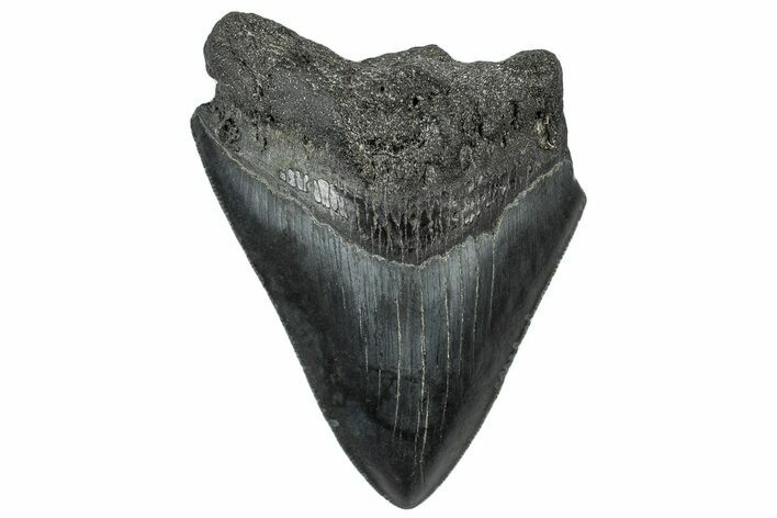 Bargain, Fossil Megalodon Tooth - Serrated Blade #300129